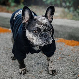 Text Pattern Dog Hoodies for Autumn and Winter