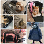 Premium Airline-Approved Dog Carrier Breathable Backpack Cat Carrier Backpacks YourCatBackpack