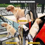 Dog Lift Harness for Senior & Disabled Dogs Best Sellers YourCatBackpack